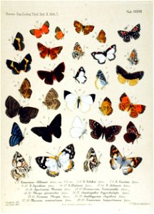 NovaraExpZoologischeTheilLepidopteraAtlasTaf37