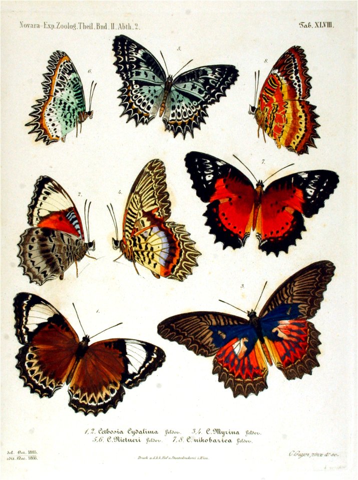 NovaraExpZoologischeTheilLepidopteraAtlasTaf48