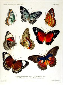 NovaraExpZoologischeTheilLepidopteraAtlasTaf48