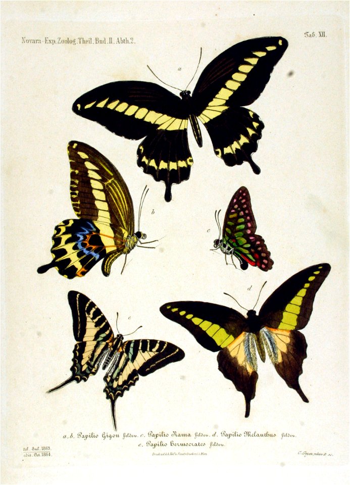 NovaraExpZoologischeTheilLepidopteraAtlasTaf12