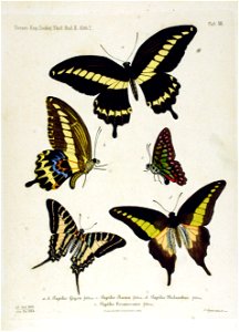 NovaraExpZoologischeTheilLepidopteraAtlasTaf12