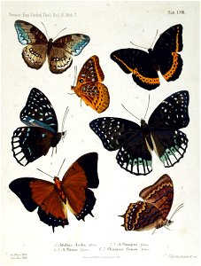 NovaraExpZoologischeTheilLepidopteraAtlasTaf58