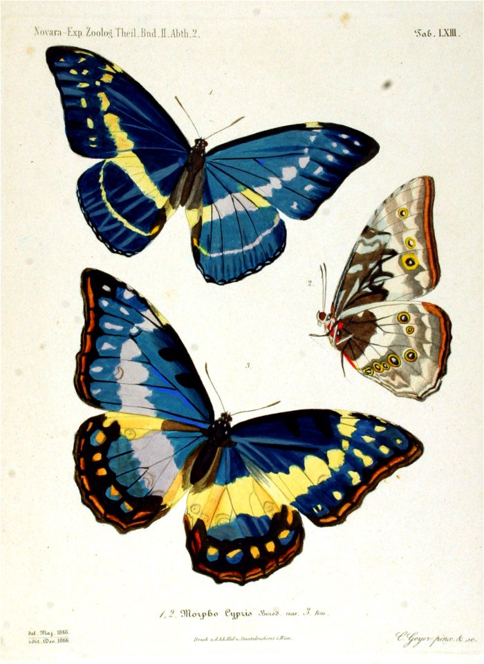 NovaraExpZoologischeTheilLepidopteraAtlasTaf63