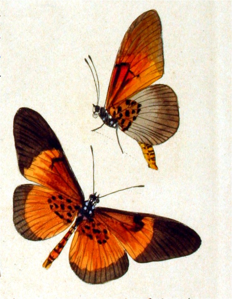 NovaraExpZoologischeTheilLepidopteraAtlasTaf46 Bematistes alcinoe