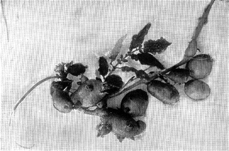 NSRW Potato Caused to Grow on Tomato Vine