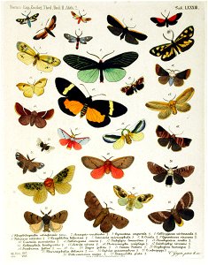 NovaraExpZoologischeTheilLepidopteraAtlasTaf83