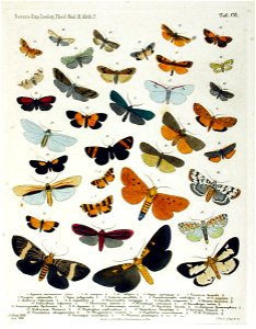 NovaraExpZoologischeTheilLepidopteraAtlasTaf106
