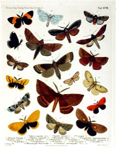 NovaraExpZoologischeTheilLepidopteraAtlasTaf98