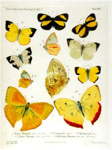 NovaraExpZoologischeTheilLepidopteraAtlasTaf26