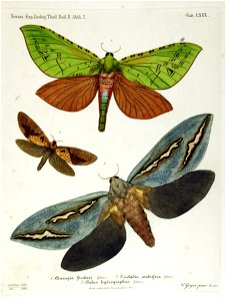 NovaraExpZoologischeTheilLepidopteraAtlasTaf80