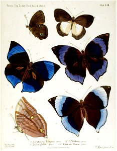 NovaraExpZoologischeTheilLepidopteraAtlasTaf62