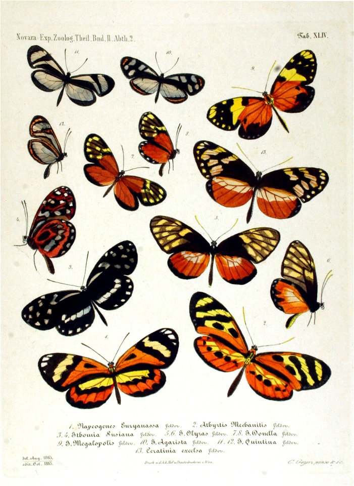 NovaraExpZoologischeTheilLepidopteraAtlasTaf44