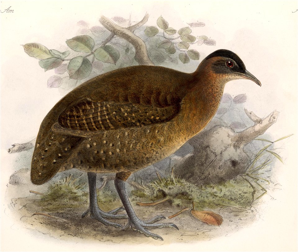Nothocercus bonapartei 1902