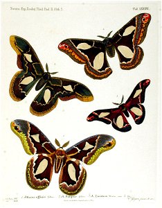 NovaraExpZoologischeTheilLepidopteraAtlasTaf86
