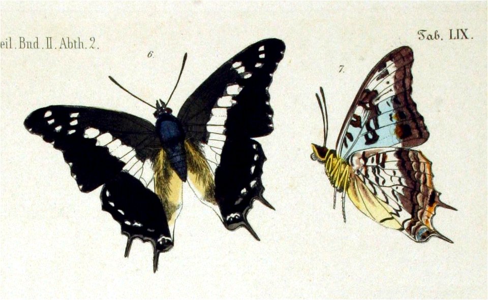 NovaraExpZoologischeTheilLepidopteraAtlasTaf59, Charaxes achaemenes