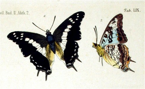 NovaraExpZoologischeTheilLepidopteraAtlasTaf59, Charaxes achaemenes