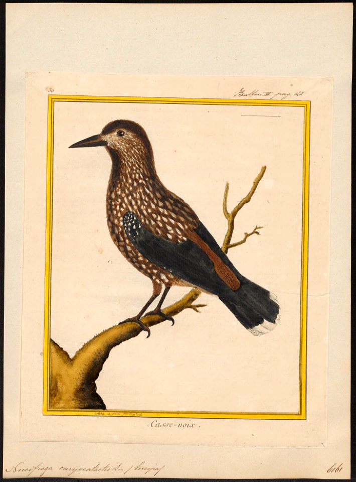 Nucifraga caryocatactes - 1700-1880 - Print - Iconographia Zoologica - Special Collections University of Amsterdam - UBA01 IZ15700171