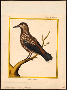 Nucifraga caryocatactes - 1700-1880 - Print - Iconographia Zoologica - Special Collections University of Amsterdam - UBA01 IZ15700171