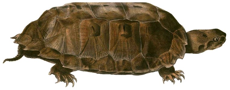 Notochelys platynota Hardwicke white background