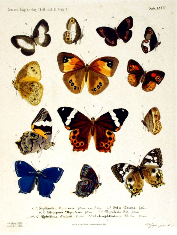 NovaraExpZoologischeTheilLepidopteraAtlasTaf68