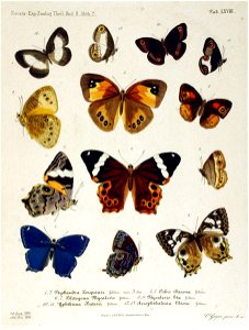 NovaraExpZoologischeTheilLepidopteraAtlasTaf68