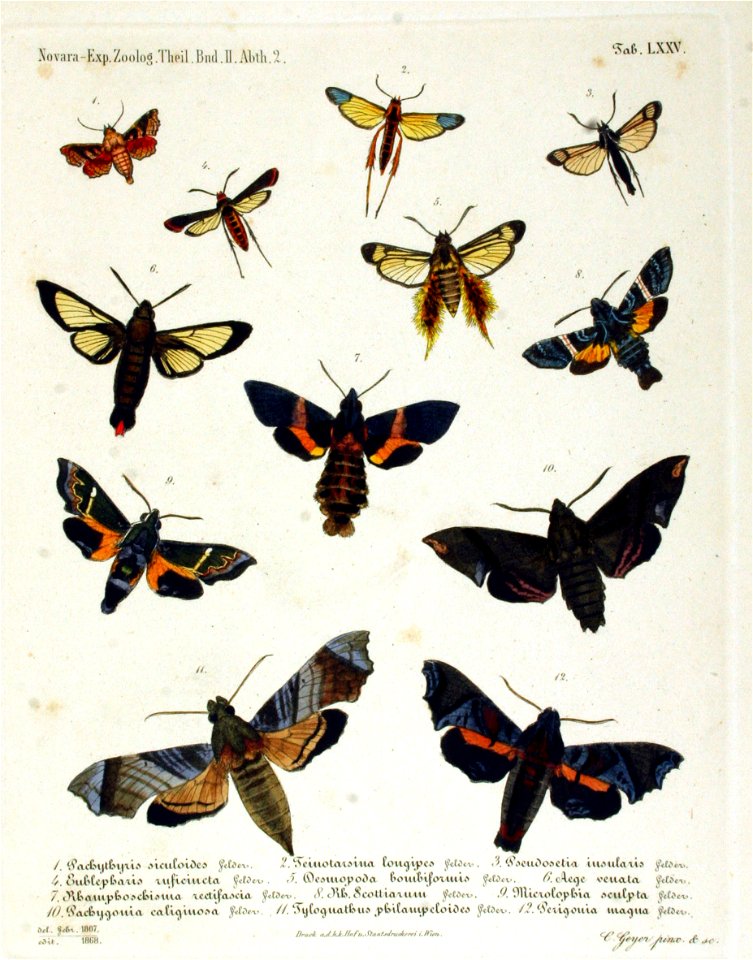 NovaraExpZoologischeTheilLepidopteraAtlasTaf75