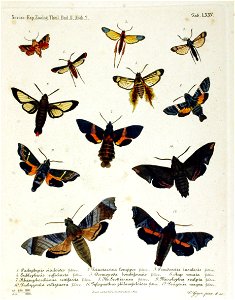 NovaraExpZoologischeTheilLepidopteraAtlasTaf75