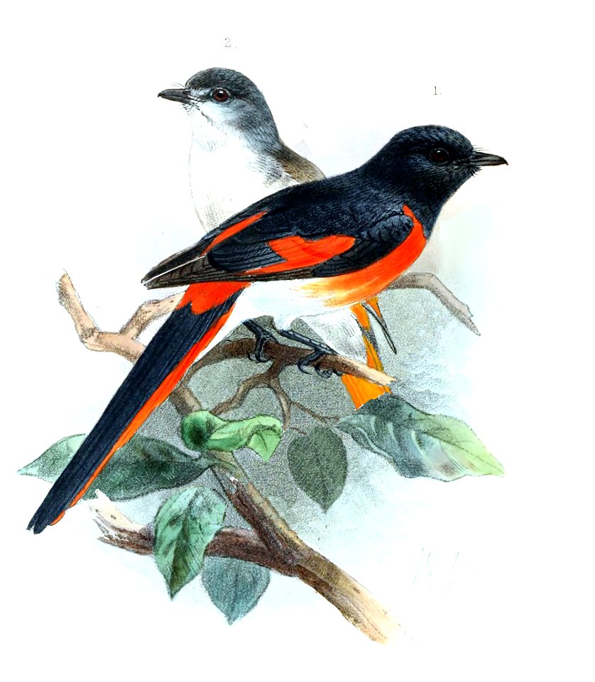 Novitateszoologi03lond 0586a