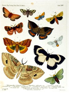 NovaraExpZoologischeTheilLepidopteraAtlasTaf94