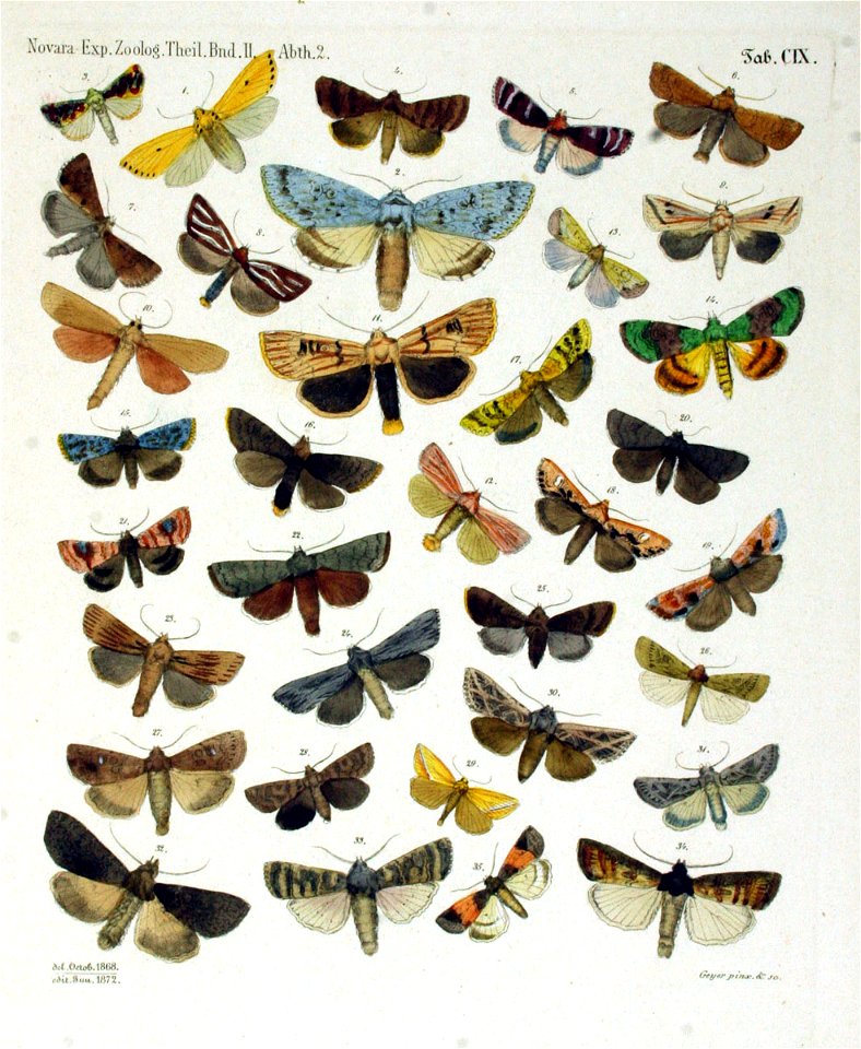 NovaraExpZoologischeTheilLepidopteraAtlasTaf109
