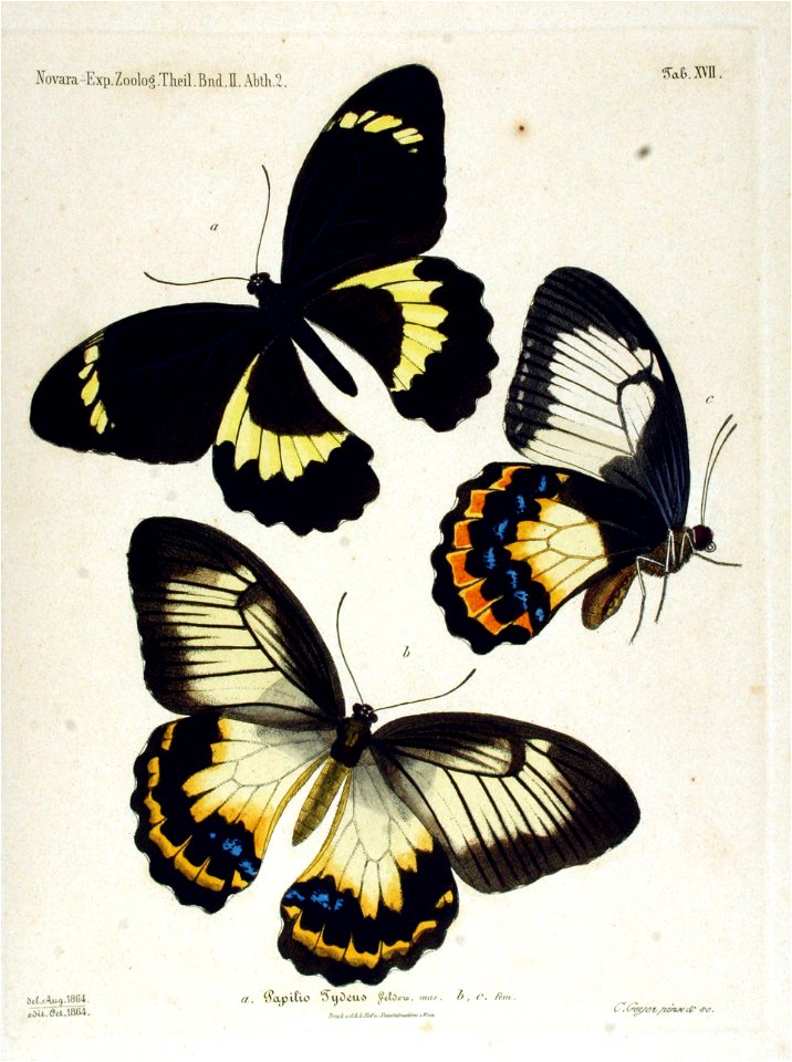 NovaraExpZoologischeTheilLepidopteraAtlasTaf17