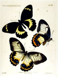 NovaraExpZoologischeTheilLepidopteraAtlasTaf17