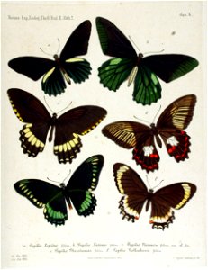 NovaraExpZoologischeTheilLepidopteraAtlasTaf10