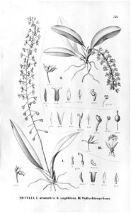Notylia sagittifera+wullschlaegeliana - Flora Brasiliensis 3-6-38. Free illustration for personal and commercial use.