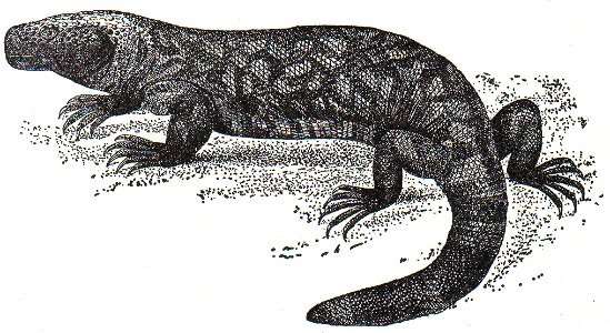 NSRW Gila Monster