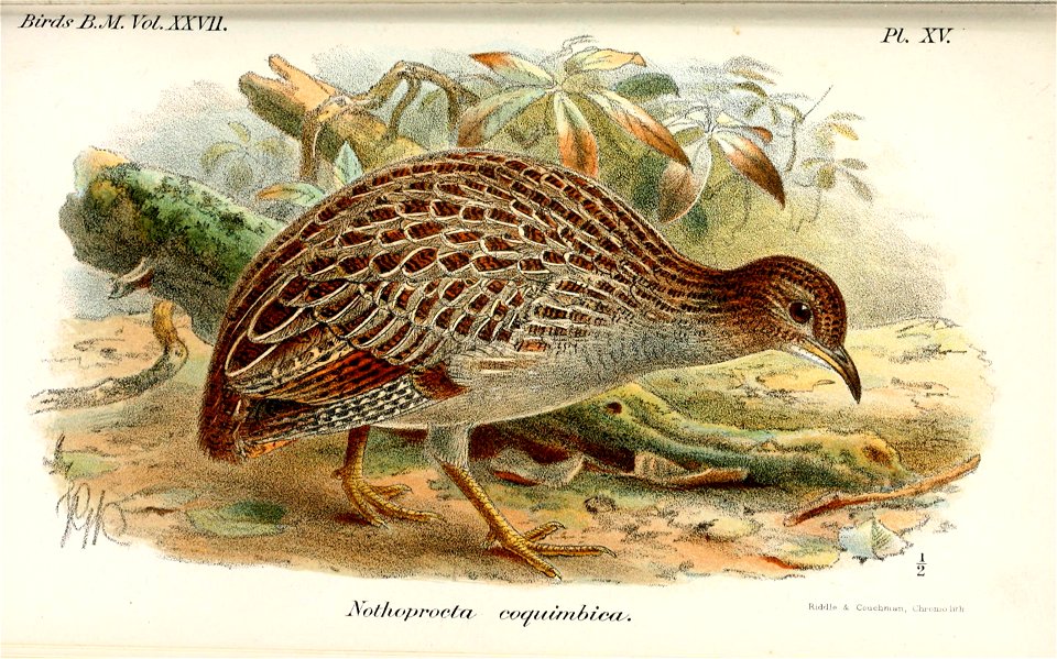 NothoproctaCoquimbicaKeulemans