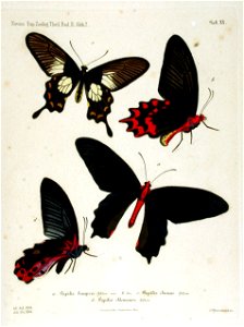 NovaraExpZoologischeTheilLepidopteraAtlasTaf20