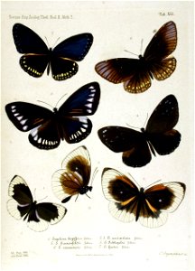 NovaraExpZoologischeTheilLepidopteraAtlasTaf41