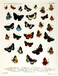 NovaraExpZoologischeTheilLepidopteraAtlasTaf74