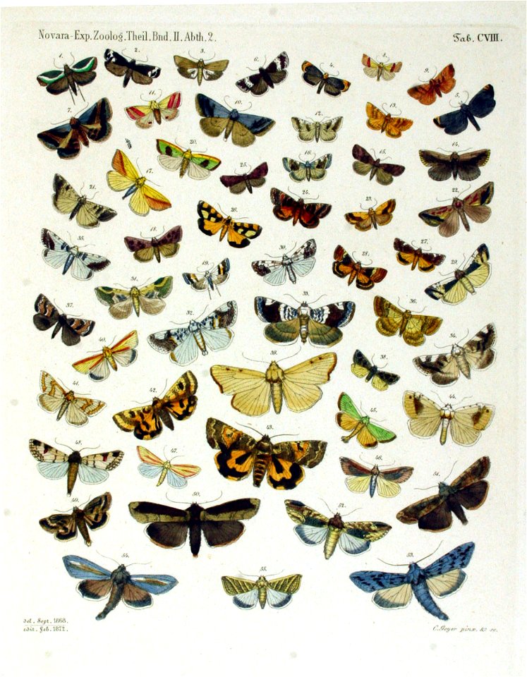 NovaraExpZoologischeTheilLepidopteraAtlasTaf108