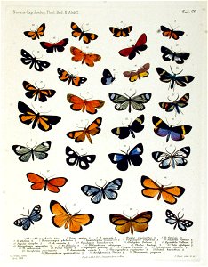 NovaraExpZoologischeTheilLepidopteraAtlasTaf105