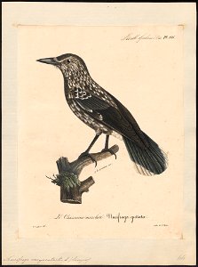Nucifraga caryocatactes - 1825-1834 - Print - Iconographia Zoologica - Special Collections University of Amsterdam - UBA01 IZ15700177