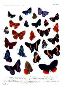 NovaraExpZoologischeTheilLepidopteraAtlasTaf36