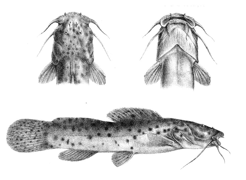 Notoglanidium walkeri