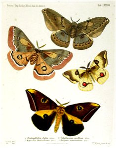 NovaraExpZoologischeTheilLepidopteraAtlasTaf87