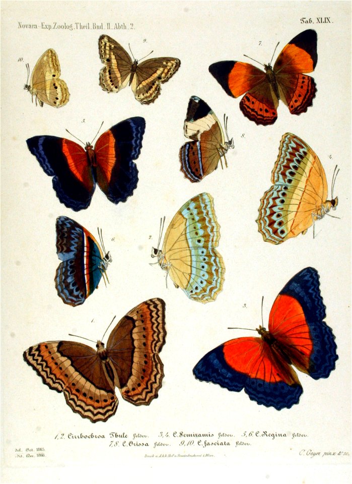 NovaraExpZoologischeTheilLepidopteraAtlasTaf49