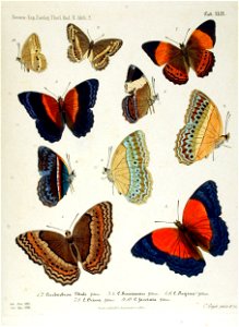 NovaraExpZoologischeTheilLepidopteraAtlasTaf49