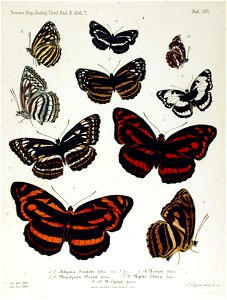 NovaraExpZoologischeTheilLepidopteraAtlasTaf56