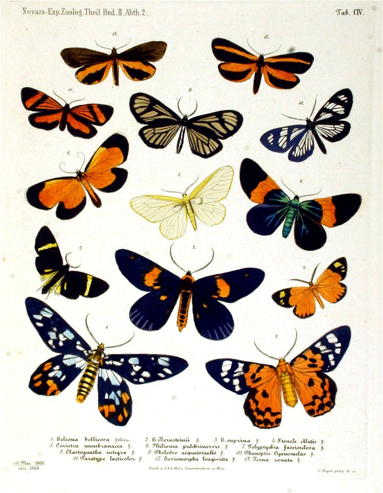 NovaraExpZoologischeTheilLepidopteraAtlasTaf104
