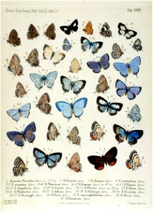 NovaraExpZoologischeTheilLepidopteraAtlasTaf34